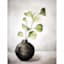 Honeybloom Botanical Eucalyptus Canvas Wall Art, 12x16