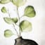 Honeybloom Botanical Eucalyptus Canvas Wall Art, 12x16