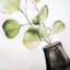 Honeybloom Botanical Eucalyptus Canvas Wall Art, 12x16