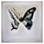Butterfly Canvas Wall Art, 16"