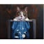 X-Ray Cat Canvas Wall Art, 16x12