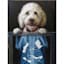 X-Ray Dog Canvas Wall Art, 12x16
