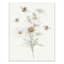 Daisies Canvas Wall Art, 11x14