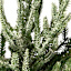 Flocked Norfolk Pine Stem, 24"