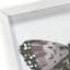 Laila Ali Glass Framed Butterfly Print Wall Art, 13"