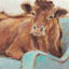 Cow Sitting on Blue Chair Canvas Wall Art, 22"