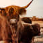 Ty Pennington Framed Calf Highland Cow Canvas Wall Art, 24x30