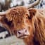 Ty Pennington Framed Highland Cow Canvas Wall Art, 24x30