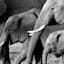 African Elephants Canvas Wall Art, 20x16