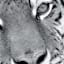 Tiger Canvas Wall Art, 30"