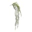 Sprengeri Hanging Bush, 39"