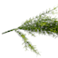 Sprengeri Hanging Bush, 39"