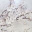 Cherry Blossom Canvas Wall Art, 48x24