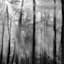 Forest Trees Canvas Wall Art, 40x30