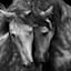 Horse Canvas Wall Art, 40x30