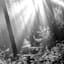 Forest Canvas Wall Art, 36x60