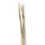 Found & Fable 5-Piece Natural Nanal Stick Bunch
