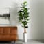 Fig Tree in White Square Pot, 7'