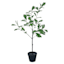Outdoor-Rated Oak Arrangement, 29"