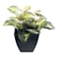 Syngonium Plant in Black Pot, 6.5"