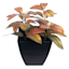 Cuscus Plant in Pot, 5.5"