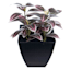 Purple Wandering Jew Plant in Pot, 6"