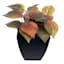 Philodendron Plant in Black Pot, 6"