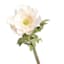 Willow Crossley White Anemone Floral Stem, 17"