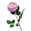 Willow Crossley Light Purple Real Feel Rose Floral Stem, 25.6"