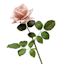 Willow Crossley Light Pink Real Feel Rose Floral Stem, 25.6"