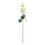 Willow Crossley Coconut Pagoda Floral Stem, 39"