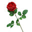 Willow Crossley Red Real Touch Rose Floral Stem, 25.6"