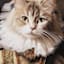 12X12 Grey Victorian Cat Canvas Wall Art