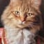 12X12 Orange Victorian Cat Canvas Wall Art