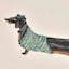 Beret Dachshund Dog Canvas Wall Art, 16x12