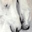 Black & White Horses Canvas Wall Art, 24x36