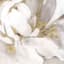 Providence Glass Framed White & Gold Peonies Print Wall Art, 17"