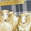 Honeybloom a Warm Wooly Welcome from All of Us Wall Art, 24x18