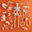 Teddy Bone Bear Skeleton with Wash, Large