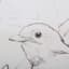 Providence Glass Framed Birds Sketch Wall Art, 20x16