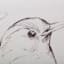 Providence Glass Framed Birds Sketch Wall Art, 20x16