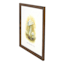 Honeybloom Framed Mushroom Print Wall Art, 13x16