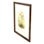 Honeybloom Framed Mushroom Print Wall Art, 13x16