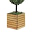 Ball Topiary in Wooden Vessel, 40"