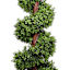 Spiral Topiary in Black Pot, 60"