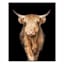 Framed Highland Cow Canvas Wall Art, 24x30