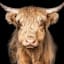 Framed Highland Cow Canvas Wall Art, 24x30