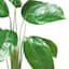 Split-Leaf Plant in Layered Ceramic Pot, 36"