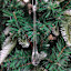 Clear Drop Ornament, 6"