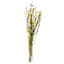 Dried Yellow Ammobium Bundle, 26"